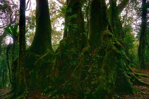 Private Tour - Rainforest & Waterfalls Extravaganza - Tourism Brisbane 5