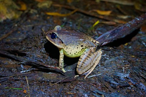 Glow Worms Private Tour - Nocturnal Rainforest Walk - Tourism Brisbane 0