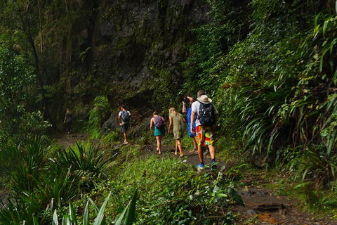 Glow Worms Private Tour - Nocturnal Rainforest Walk - Tourism Brisbane 1