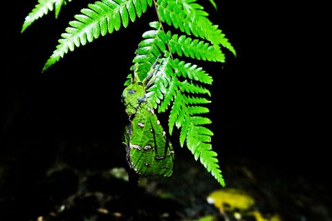 Glow Worms Private Tour - Nocturnal Rainforest Walk - Tourism Brisbane 2