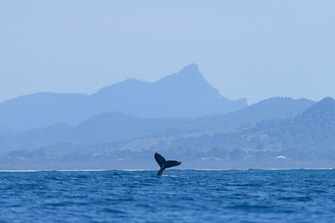 The Byron Bay Sea Kayak Tour - Tourism Brisbane 0