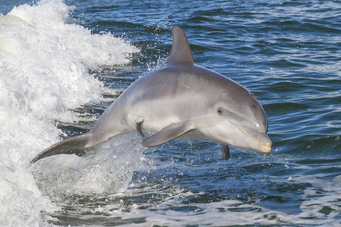 Noosa Oceanrider Scenic Dolphin Safari - Tourism Brisbane 0