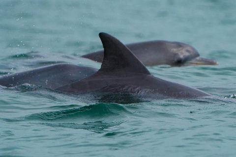 Noosa Oceanrider Scenic Dolphin Safari - Tourism Brisbane 1