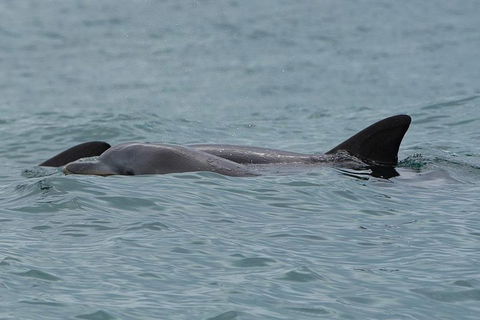 Noosa Oceanrider Scenic Dolphin Safari - Tourism Brisbane 3