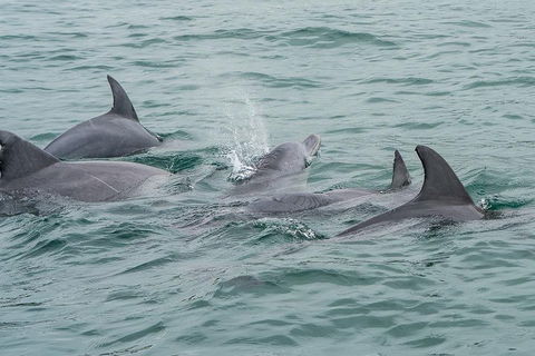 Noosa Oceanrider Scenic Dolphin Safari - Tourism Brisbane 5