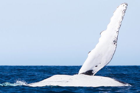 2-Hour Guided Whale Watching Tour At Noosa - Tourism Brisbane 0