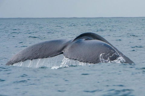 2-Hour Guided Whale Watching Tour At Noosa - Tourism Brisbane 1