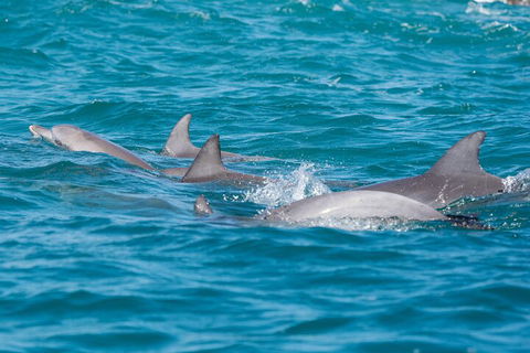 2-Hour Guided Whale Watching Tour At Noosa - Tourism Brisbane 2