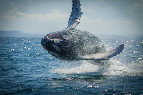 2-Hour Guided Whale Watching Tour At Noosa - Tourism Brisbane 3