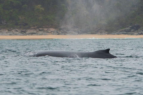 2-Hour Guided Whale Watching Tour At Noosa - Tourism Brisbane 5