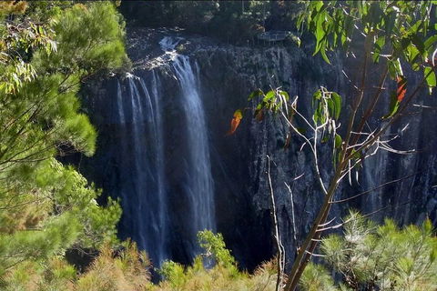Byron Bay Hinterland Tour Including Rainforest Walk To Minyon Falls - Tourism Brisbane 0