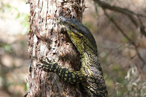 Byron Bay Hinterland Tour Including Rainforest Walk To Minyon Falls - Tourism Brisbane 1