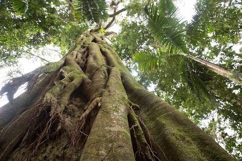 Byron Bay Hinterland Tour Including Rainforest Walk To Minyon Falls - Tourism Brisbane 2