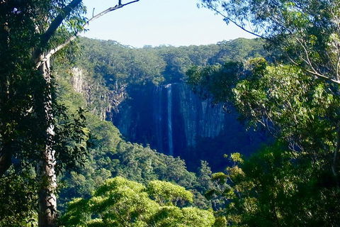 Byron Bay Hinterland Tour Including Rainforest Walk To Minyon Falls - Tourism Brisbane 4