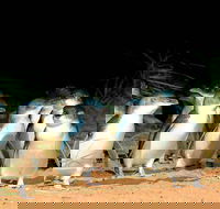 Phillip Island Penguins Private Tour - Tourism Brisbane