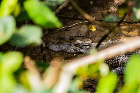 Cape Tribulation Day Tour - Tourism Brisbane 5