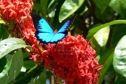 Daintree Rainforest, Cape Tribulation, Mossman Gorge Small-Group Day Tour - Tourism Brisbane 2