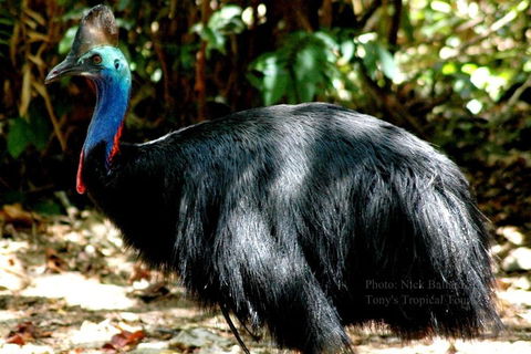 Daintree Rainforest, Cape Tribulation, Mossman Gorge Small-Group Day Tour - Tourism Brisbane 3