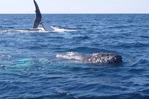 Noosa Whale Watching - Tourism Brisbane 0