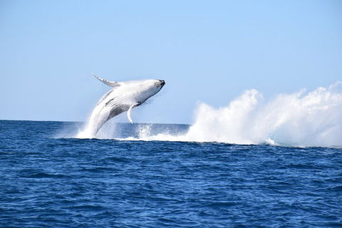 Noosa Whale Watching - Tourism Brisbane 1