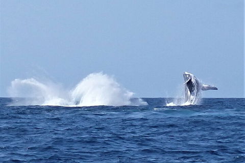 Noosa Whale Watching - Tourism Brisbane 2
