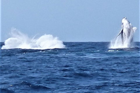 Noosa Whale Watching - Tourism Brisbane 3