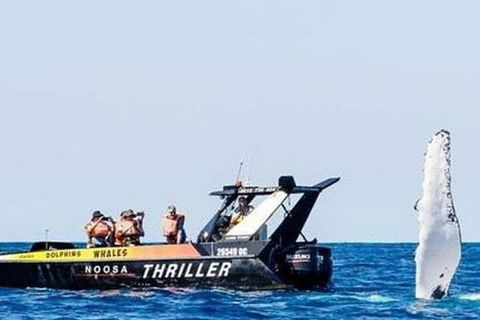 Noosa Whale Watching - Tourism Brisbane 4