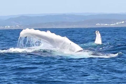 Noosa Whale Watching - Tourism Brisbane 5