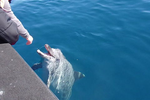 Noosa Wild Dolphin Safari - Tourism Brisbane 0