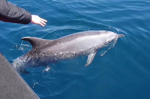 Noosa Wild Dolphin Safari - Tourism Brisbane 2
