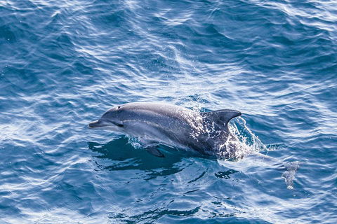 All Inclusive Dolphin And Tangalooma Wrecks Cruise - Tourism Brisbane 1