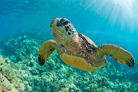 All Inclusive Tangalooma Wrecks Cruise Tour From Gold Coast - Tourism Brisbane 4