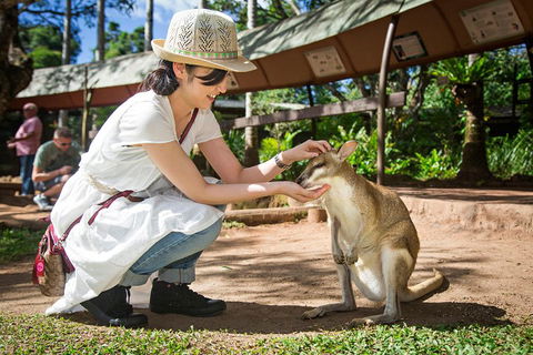 Kuranda Day Tour, TKS-RFS GRAND GOLD PLUS 0930 - Tourism Brisbane 3