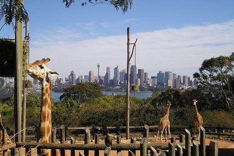 Sydney Taronga Zoo's Australian Animals Tour - Tourism Brisbane 4