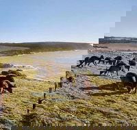 Kangaroo Island Personal Group Tours - Tourism Brisbane