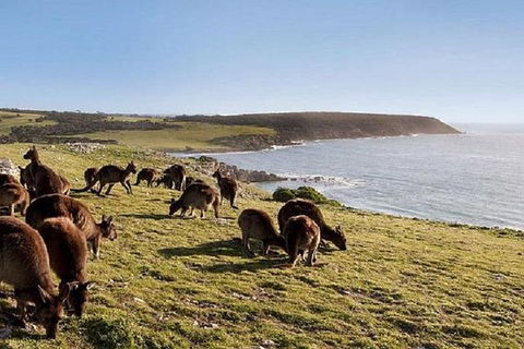 Kangaroo Island Personal Group Tours - Tourism Brisbane 0