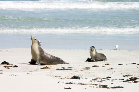 Kangaroo Island Personal Group Tours - Tourism Brisbane 3