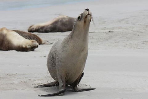 Kangaroo Island Personal Group Tours - Tourism Brisbane 4