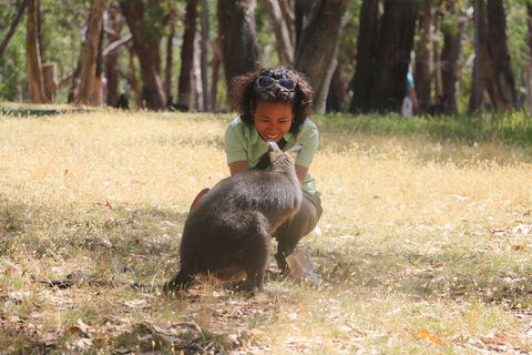 Cleland Wildlife Park Tour From Adelaide Including Mount Lofty Summit - Tourism Brisbane 1