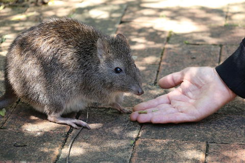 Cleland Wildlife Park Tour From Adelaide Including Mount Lofty Summit - Tourism Brisbane 2