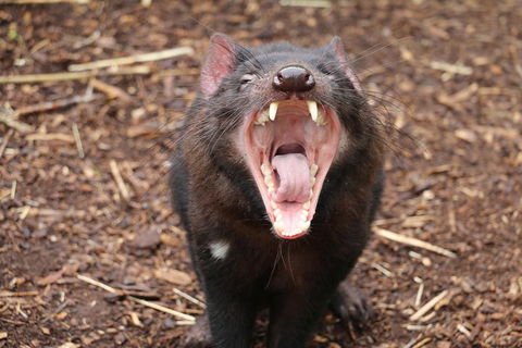 Cleland Wildlife Park Tour From Adelaide Including Mount Lofty Summit - Tourism Brisbane 4