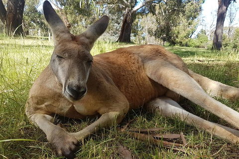 Cleland Wildlife Park Tour From Adelaide Including Mount Lofty Summit - Tourism Brisbane 5