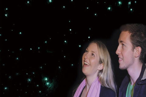 Natural Bridge Glow Worm Night Tour From Gold Coast - Tourism Brisbane 3