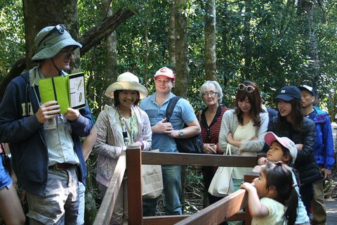 Natural Bridge Glow Worm Night Tour From Gold Coast - Tourism Brisbane 4