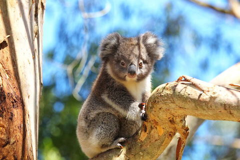 LGBT+ Friendly 2 Day Private Tour Great Ocean Road + Phillip Island - Tourism Brisbane 1