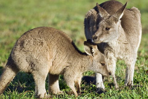 LGBT+ Friendly Full Day Phillip Island Private Tour - Tourism Brisbane 3