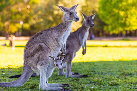 LGBT+ Friendly Full Day Phillip Island Private Tour - Tourism Brisbane 4