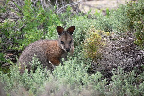 Pink Lake + Abrolhos Islands Nature Tour - Tourism Brisbane 1