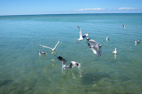 Pink Lake + Abrolhos Islands Nature Tour - Tourism Brisbane 5