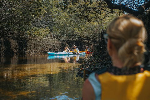 Kayak Tour In Adelaide Dolphin Sanctuary - Tourism Brisbane 0